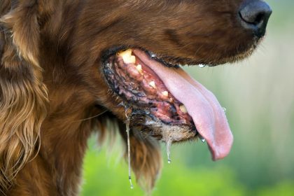 chiens enragés