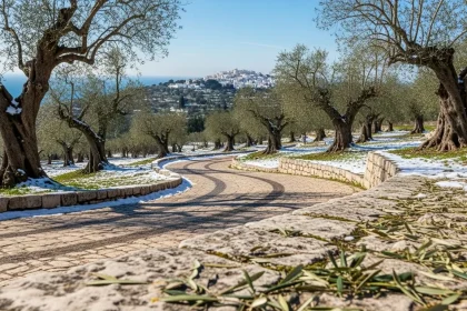 Route ancienne dans les oliveraies enneigées des Pouilles